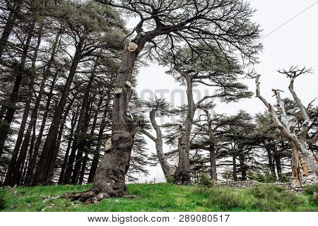 The Cedar Forest In Lebanon In The Fog.