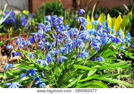 Bluebell Flowers. Close U On First Spring Flowers Blue Bells With Honey Bees. Blue Bells Flowers In 