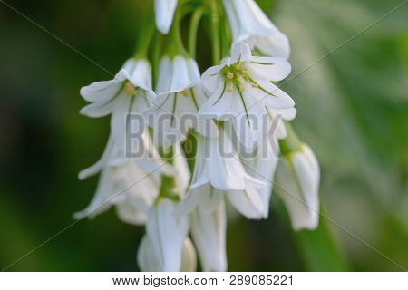 Close Up Of Three Cornered Garlic (allium Triquetrum)
