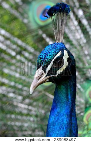 Peacock Portrait