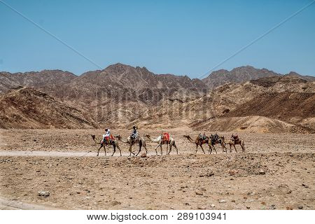 Sharm El Sheikh, Egypt - May 2018: We Take A Closer Look At The Camels In Sahara Desert. Here Beduin