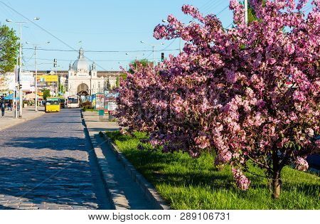 Lviv, Ukraine - April 21, 2018: Japanese Cherry (sakura) And Grab Apple Pink Blossom Flowering Trees