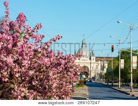 Lviv, Ukraine - April 21, 2018: Japanese Cherry (sakura) And Grab Apple Pink Blossom Flowering Trees