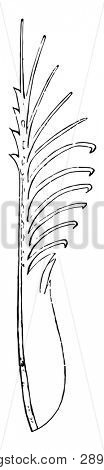 Single Barbule which is simply a sort of fringe to the barbules, vintage line drawing or engraving illustration.
