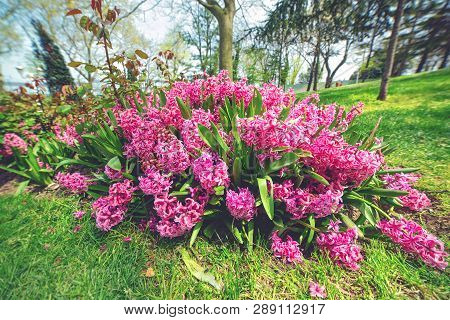 Hyacinth Flowers In A Spring Gulhane Park During Flower Festival