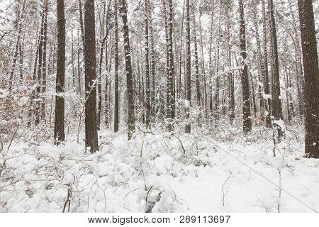 Bavarian Winter Landscape Next Next To Schwandorf, Charlottenhofer Weihergebiet