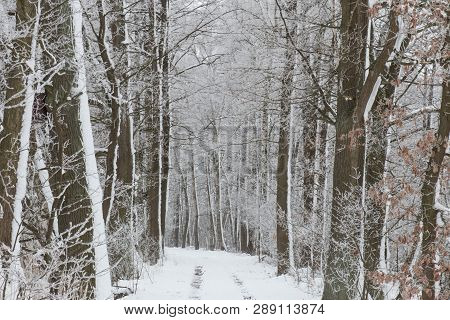 Bavarian Winter Landscape Next Next To Schwandorf, Charlottenhofer Weihergebiet