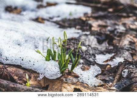 White Blooming Snowdrop Folded Or Galanthus Plicatus In The Snow Forest Background. Cloudy Spring Da
