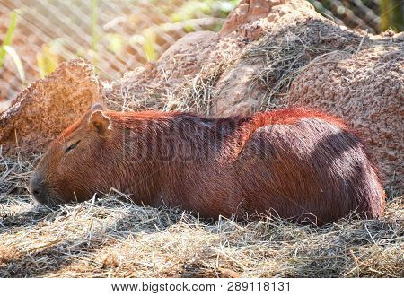 Capybara Lying On Ground On Summer Day In The Capybara Farm At National Park / Hydrochaeris Hydrocha