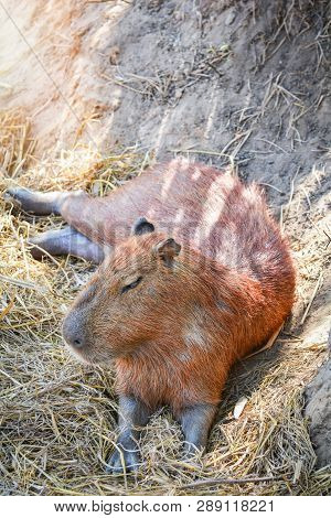 Capybara Lying On Ground On Summer Day In The Capybara Farm At National Park / Hydrochaeris Hydrocha