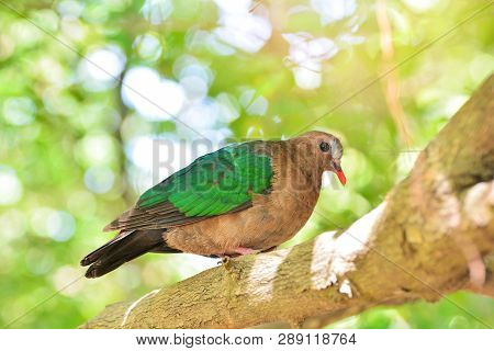 Common Asian Emerald Bird Dove Green Wing Sitting On Branch Tree Nature