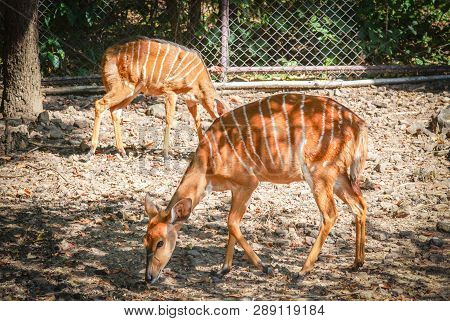 Female Nyala Wildlife South Africa Animals Standing On The Deer Farm At National Park / Simply Nyala