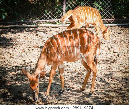 Female Nyala Wildlife South Africa Animals Standing On The Deer Farm At National Park / Simply Nyala