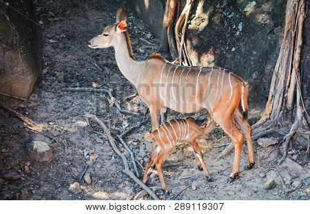 Mammal Animal Breast Feeding / Female Nyala Wildlife South Africa Animals In The Deer Farm At Nation