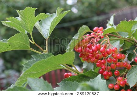 Photo Of Red Viburnum Berries.berries Grow On Bushes.ripen In Summer. Berries Are Good,but Bitter.