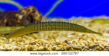 Greater Pipe Fish, Long And Small Yellow Fish With White Stripes, Funny Fish From The Mediterranean 