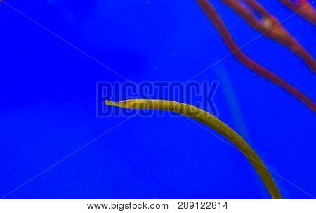 Greater Pipefish, A Long And Small Yellow Fish With White Stripes, Tropical Fish From The Mediterran