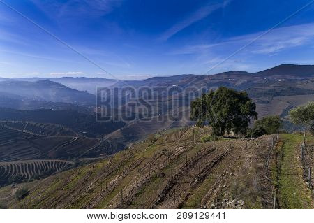 Aerial View Of An Olive Tree And The Terraced Vineyards In The Douro Valley Near The Village Of Pinh