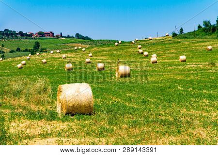 Haycock Vineyard And Cypresses In Sunny Tuscan Countryside, Italy