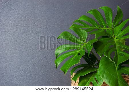 Green Leaves Of Monstera (split-leaf Philodendron) Tropical Foliage Plant Growing In House.