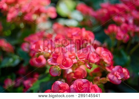 Numerous Bright Flowers Of Tuberous Begonias (begonia Tuberhybrida) In Garden. Spring Time