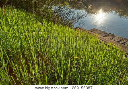 Grassblades closeup on a lakeside