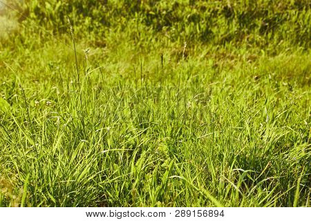 Grassblades closeup on a fresh spring meadow