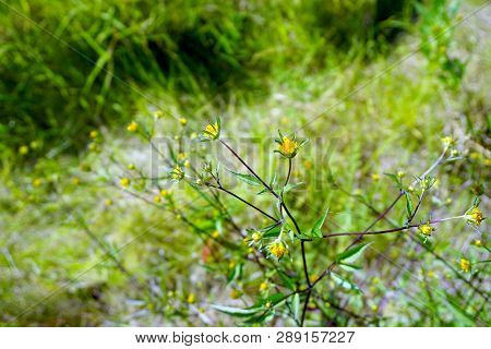 Devils Beggarticks (bidens Frondosa) Bloom In Joliet, Illinois During September.