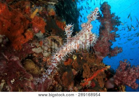 Ornate Ghost Pipefish 