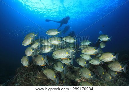 Scuba dive coral r eef with fish 