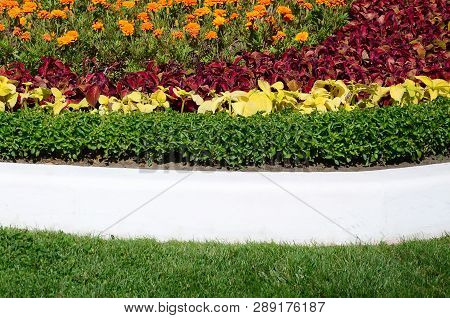 Coleus Flowerpot. Beautiful Perspective Of Natural Coleus Plant Leaves