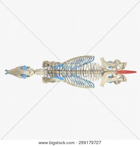 3d rendered medically accurate illustration of the equine muscle anatomy - Caudal Muscle