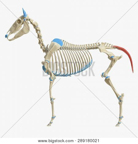 3d rendered medically accurate illustration of the equine muscle anatomy - Caudal Muscle