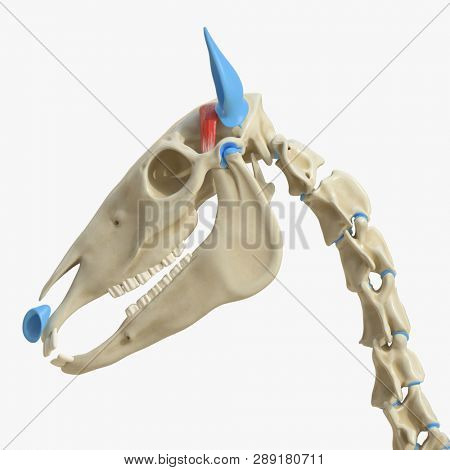 3d rendered medically accurate illustration of the equine muscle anatomy - auricular muscle
