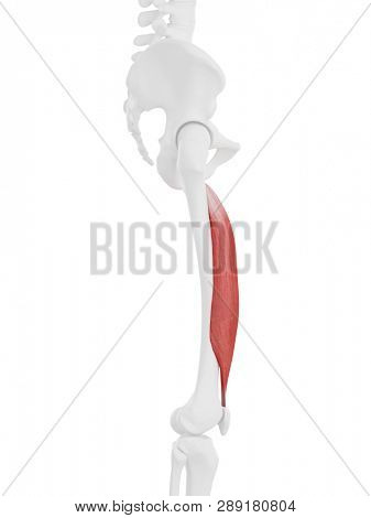 3d rendered medically accurate illustration of the Vastus Intermedius