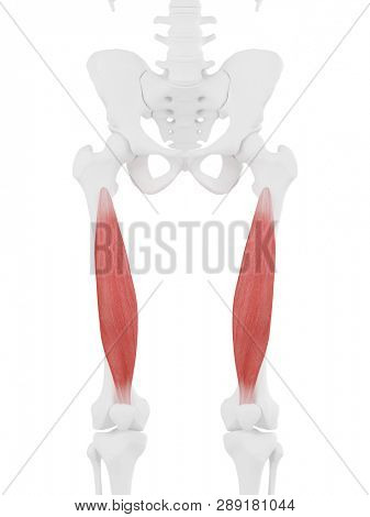 3d rendered medically accurate illustration of the Vastus Intermedius
