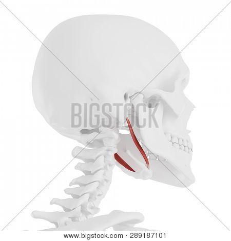 3d rendered medically accurate illustration of the Stylohyoid
