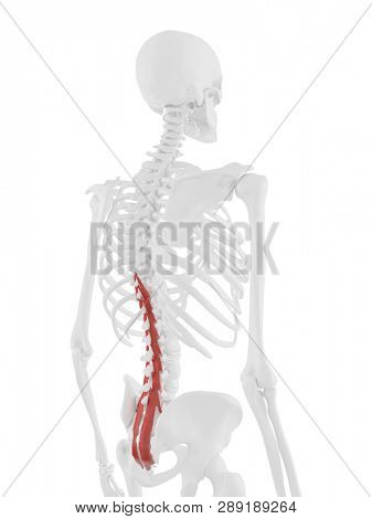 3d rendered medically accurate illustration of the Multifidus