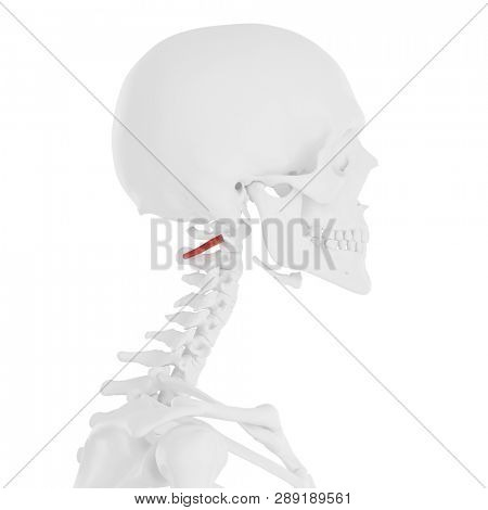 3d rendered medically accurate illustration of the Obliquus Inferior Capitis