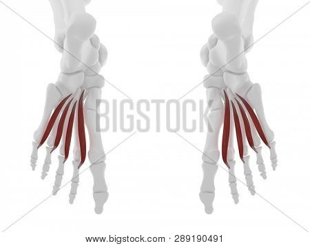 3d rendered medically accurate illustration of the Lumbrical Muscles