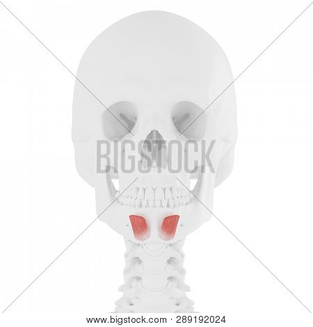 3d rendered medically accurate illustration of the Mentalis