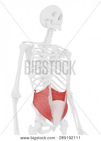 3d rendered medically accurate illustration of the Internal Oblique