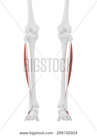 3d rendered medically accurate illustration of the Extensor Digitorum Longus