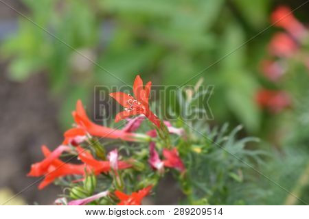 Standing Cypress - Latin Name - Ipomopsis Rubra