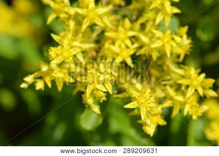 Yellow Stonecrop - Latin Name - Sedum Takesimense (phedimus Takesimensis)