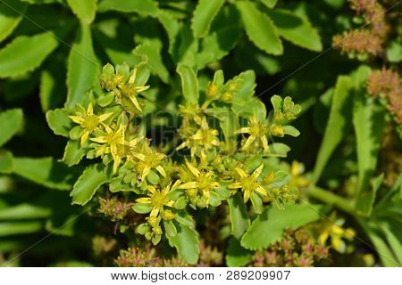 Yellow Stonecrop - Latin Name - Sedum Takesimense (phedimus Takesimensis)