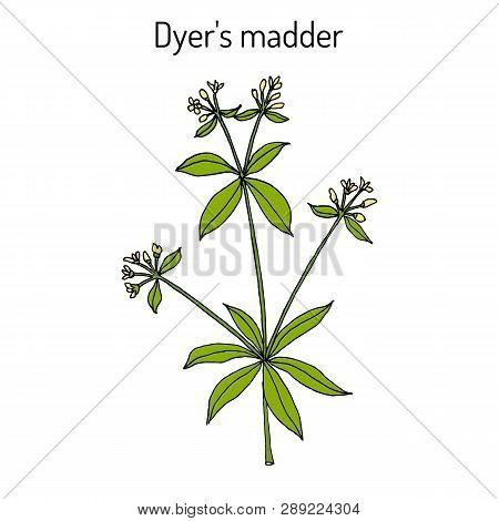 Dyer S Madder Rubia Tinctorum , Medicinal Plant. Hand Drawn Botanical Vector Illustration