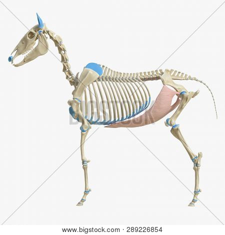 3d rendered medically accurate illustration of the equine muscle anatomy - Obliquus Externus Abdominis