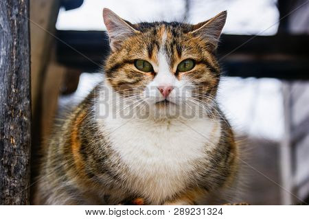 Cute Cat Doing Observation. While Standing Around