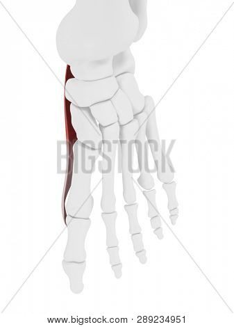 3d rendered medically accurate illustration of the Abductus Hallucis 